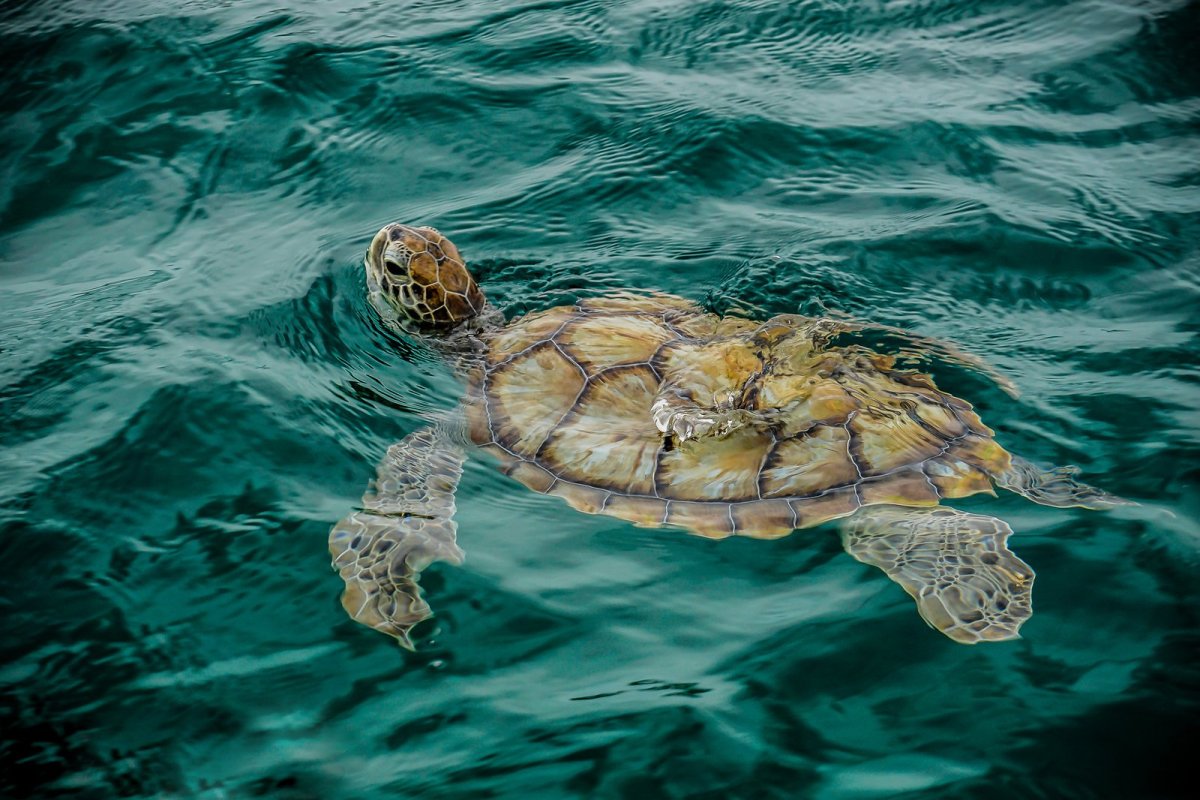 Морская черепаха плывет