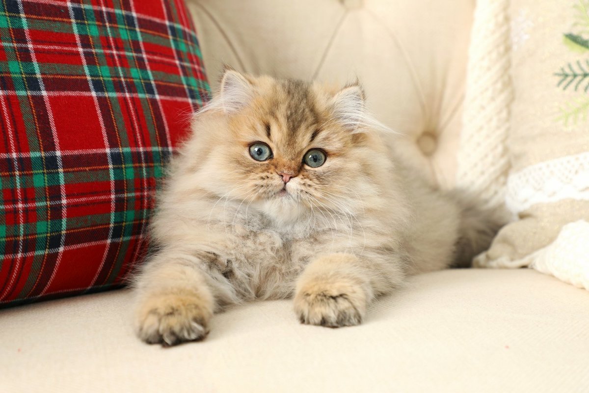 Шиншилла Золотая Персидская Персидская