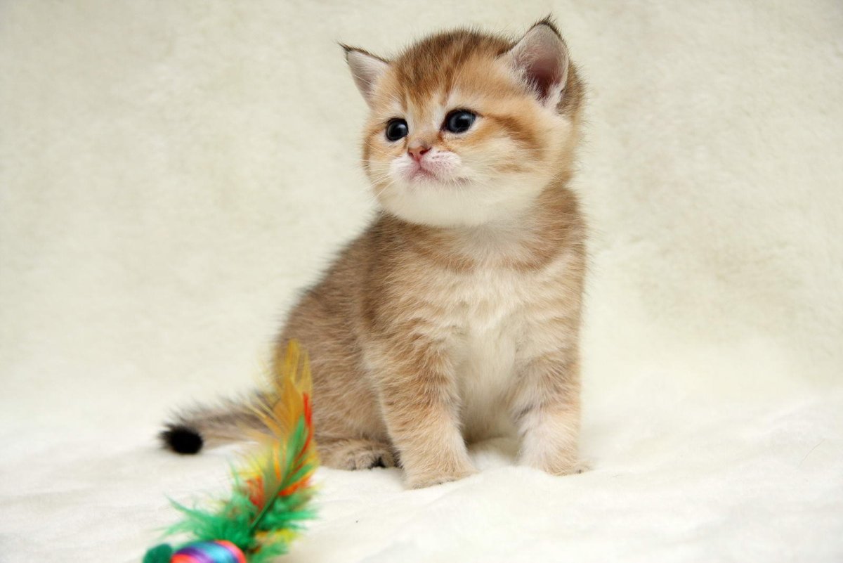 Британская шиншилла светлая