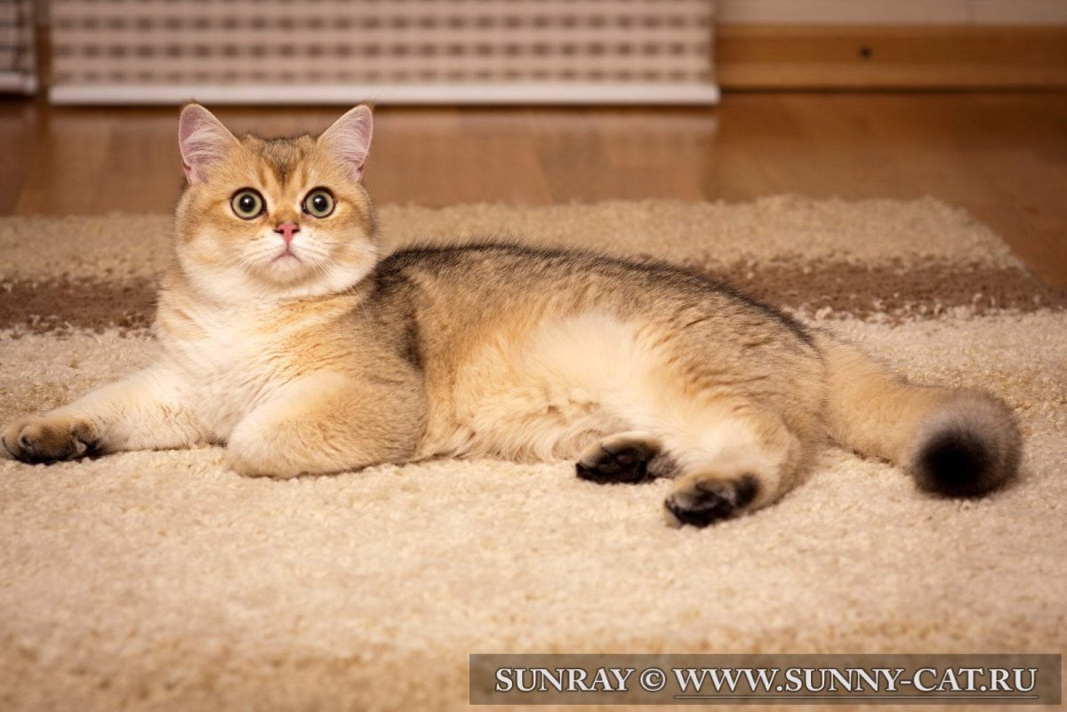 Золотая шиншилла кошка затушеванная