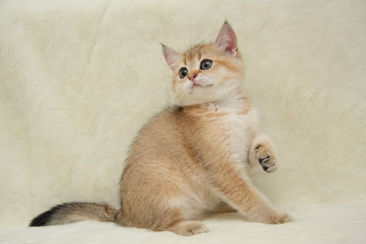 Золотой тикированный британец