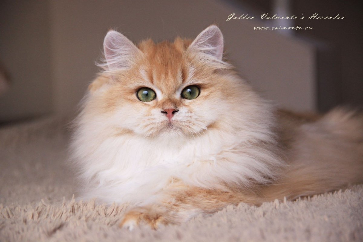 Манчкин Британская шиншилла