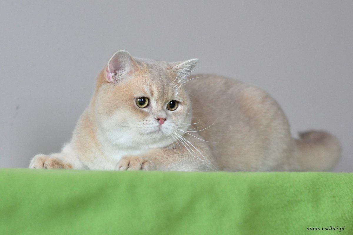 Шотландская Золотая шиншилла