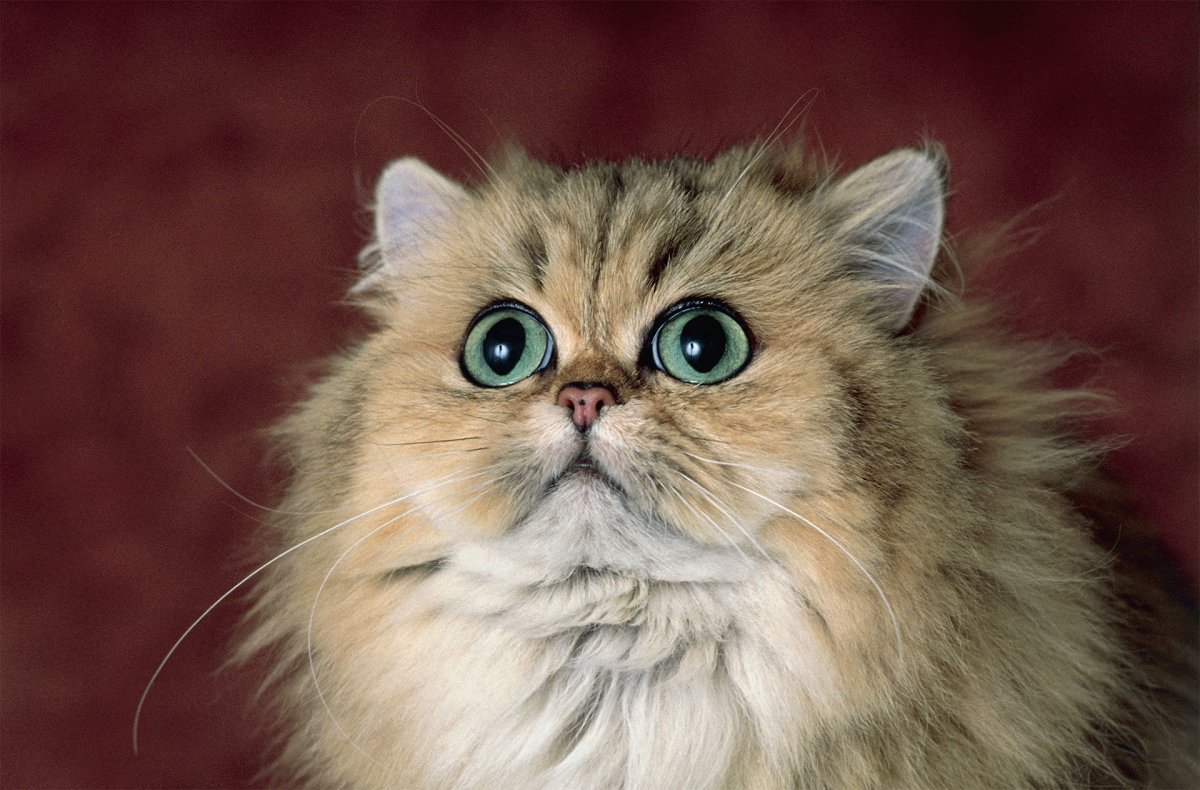 NY 11 Британская шиншилла