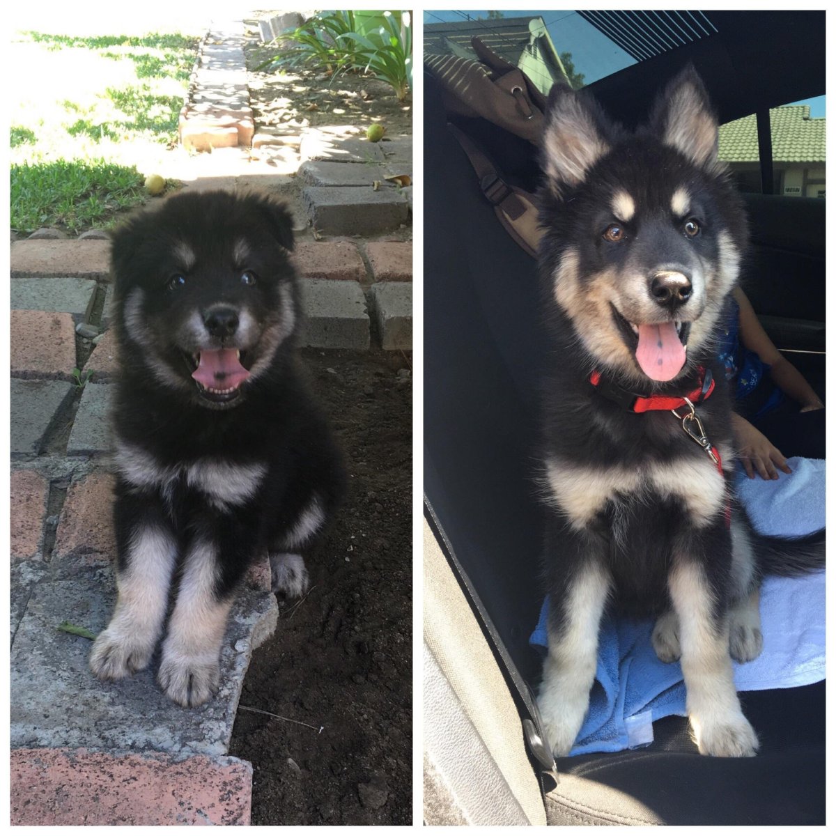 Маламут с овчаркой помесь