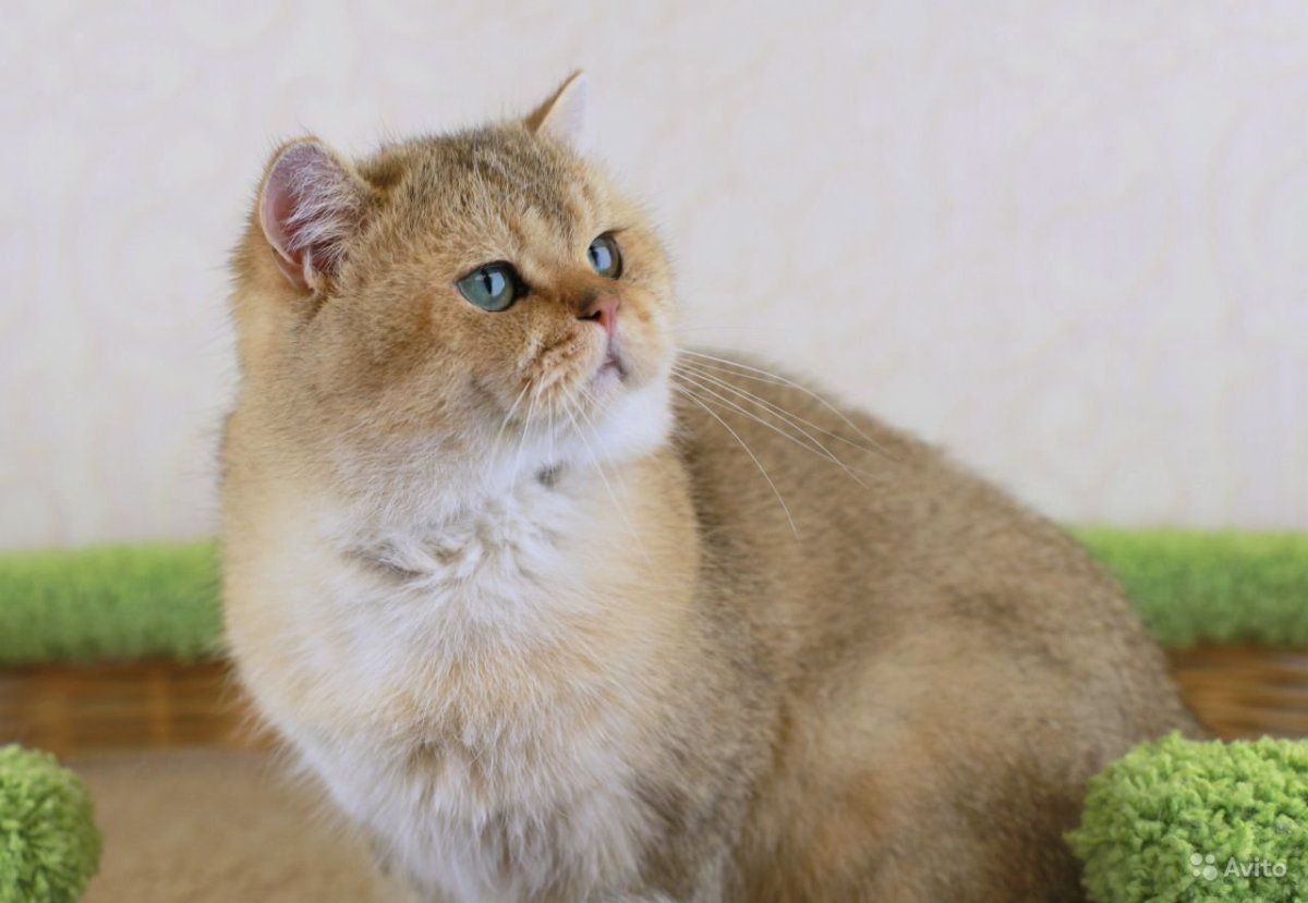Британская кошка Золотая шиншилла