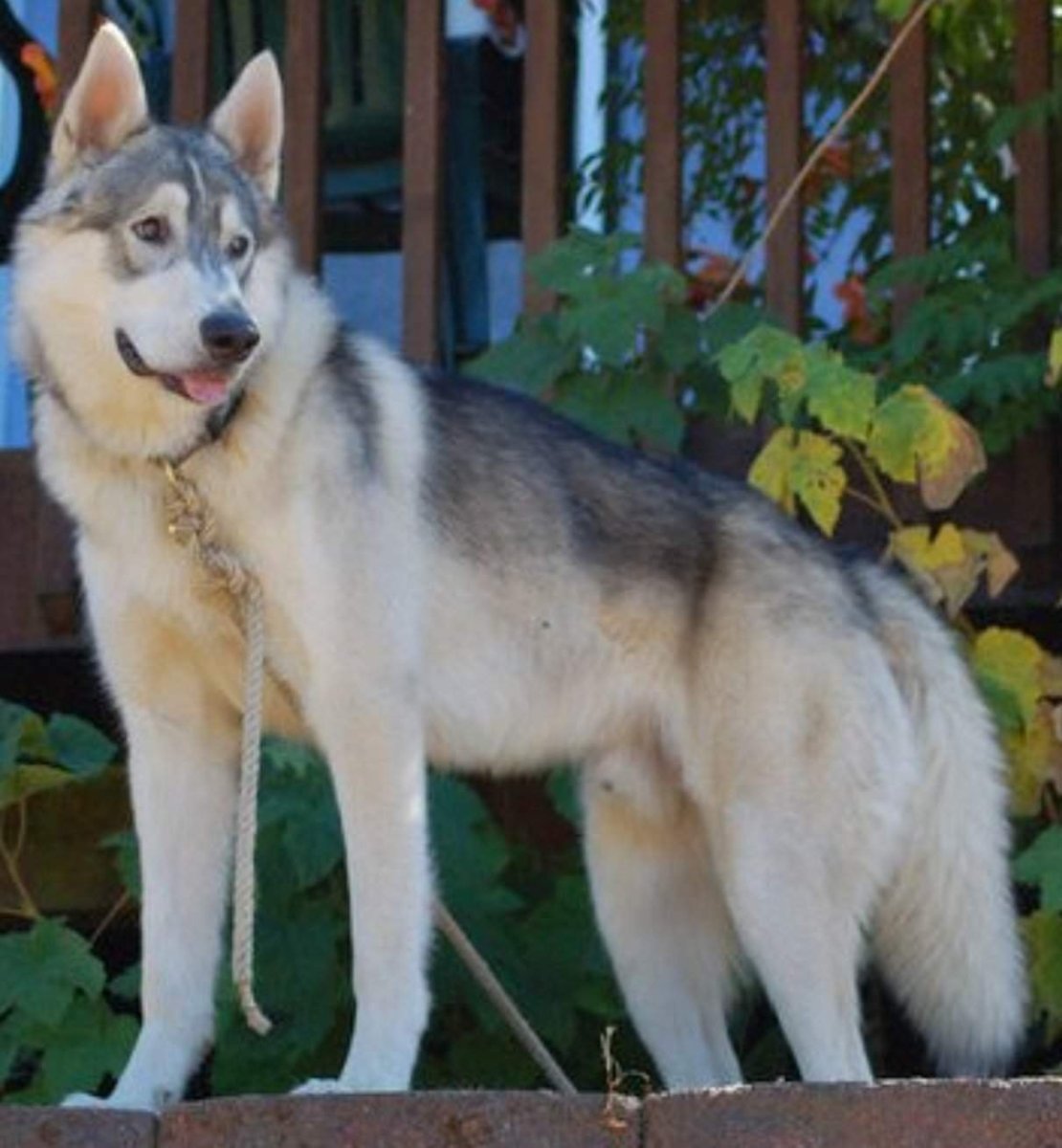 Аляскинский маламут с овчаркой