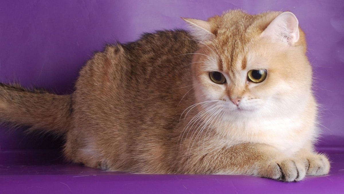 Шиншилловые персидские кошки