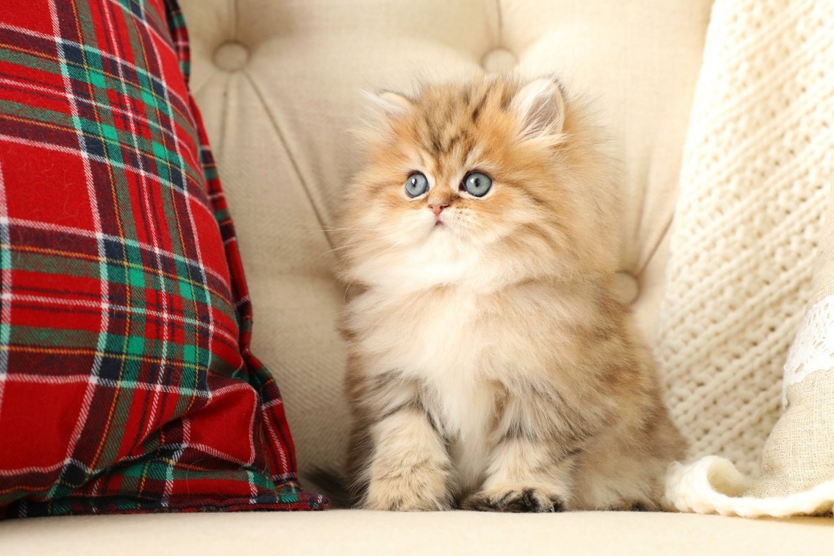 Персидская золотая шиншилла