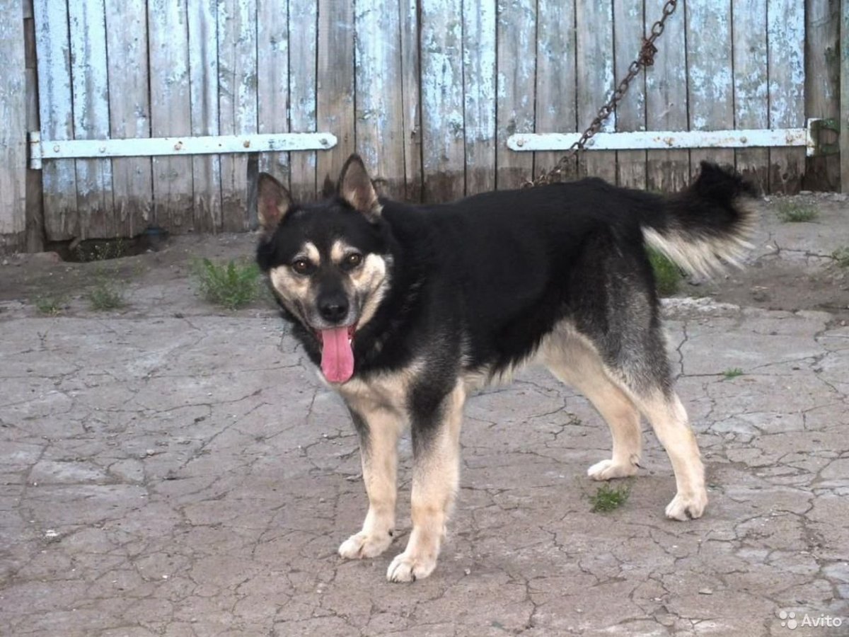 Метис хаски и маламута