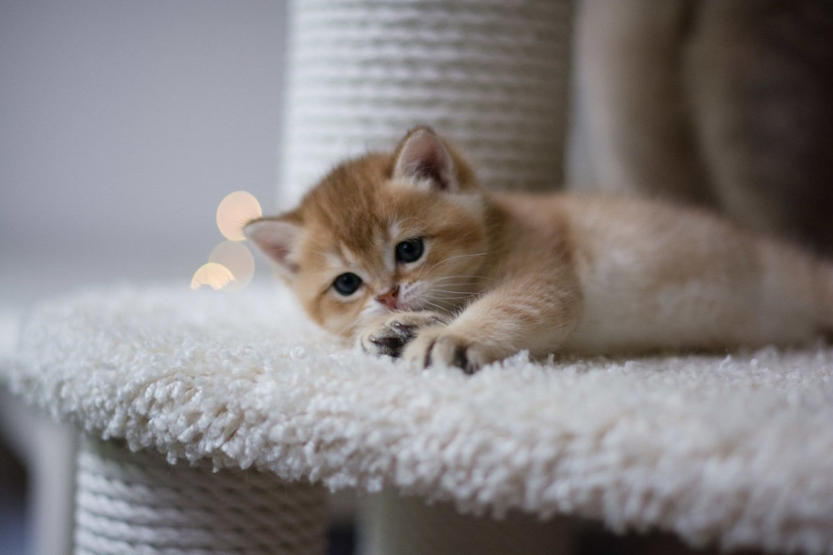 Персидская кошка белая