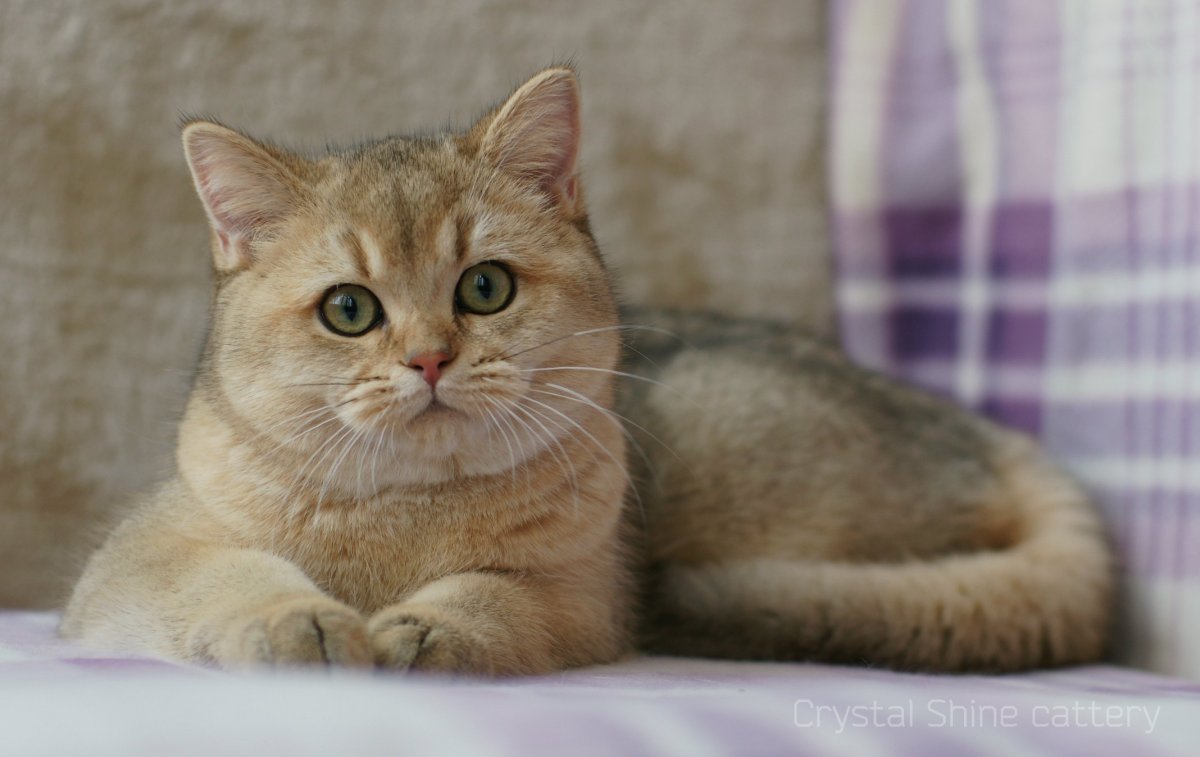 Манчкин Британская шиншилла