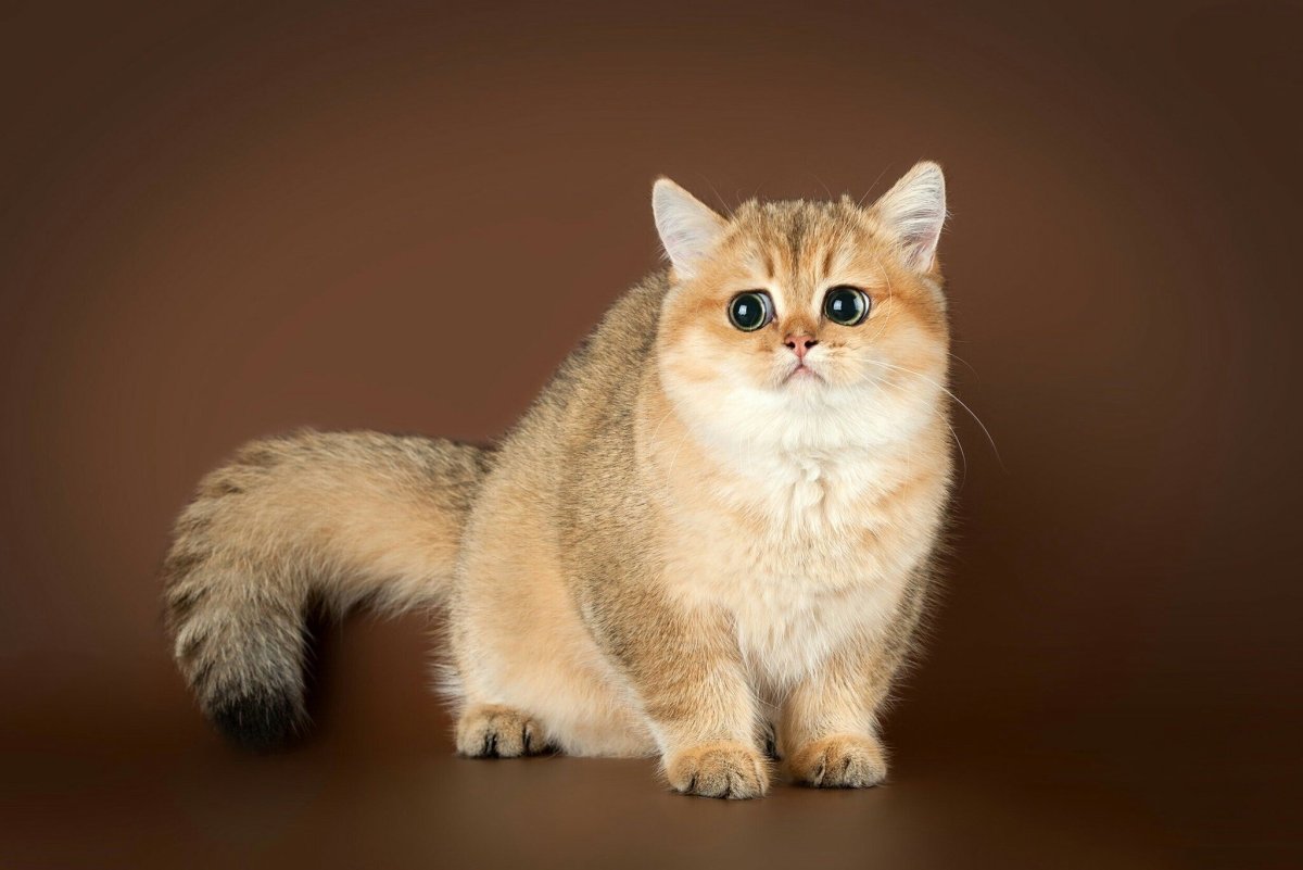 Золотистая шиншилла Британская