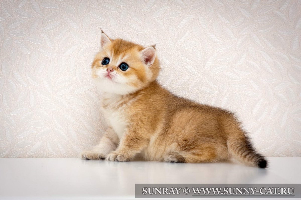 Сибирская шиншилла кот