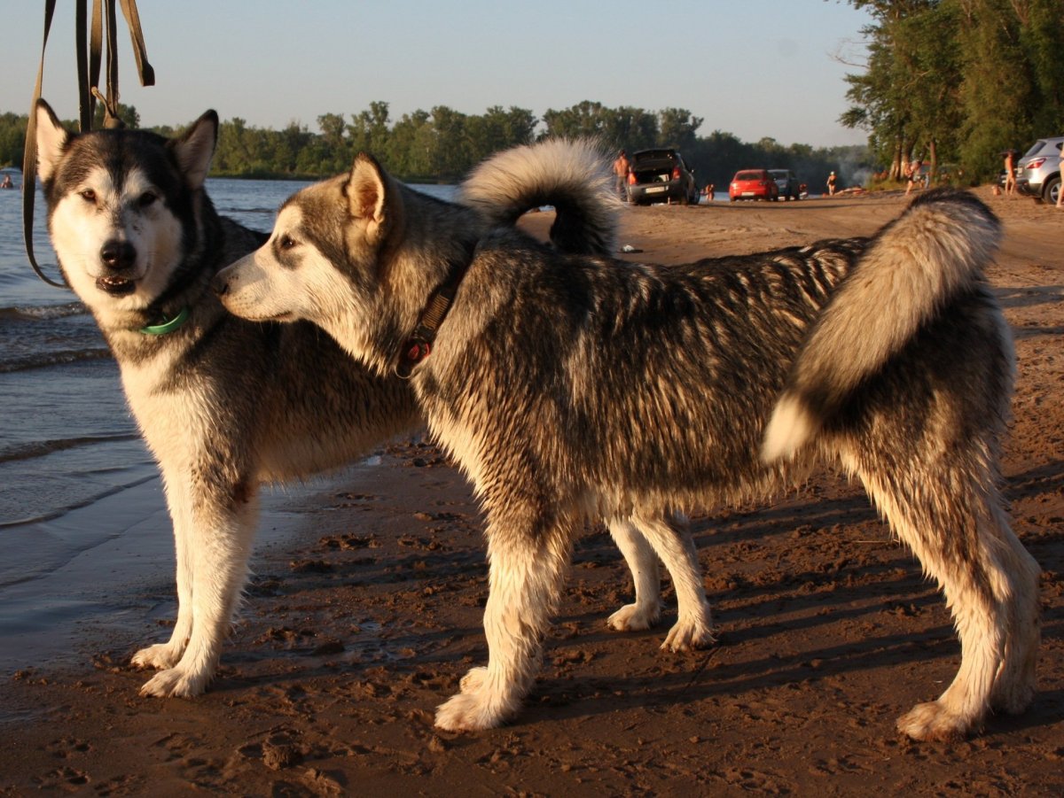 Маламут и алабай