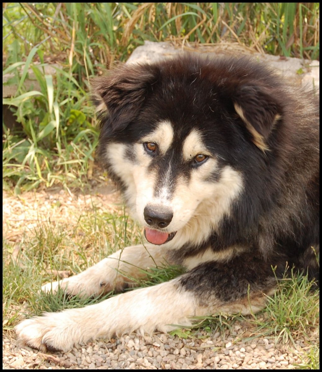 Лайка волкодав Сибирская