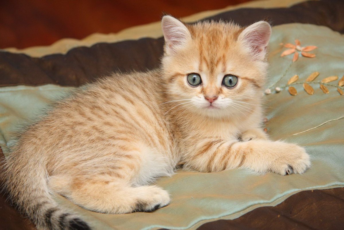 Сибирская Персидская шиншилла кошка