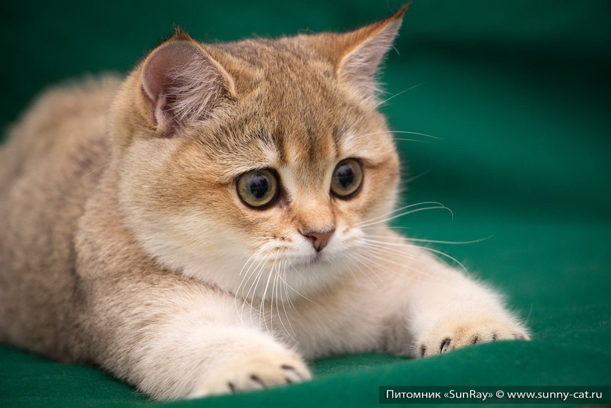 Шотландская короткошерстная Золотая шиншилла