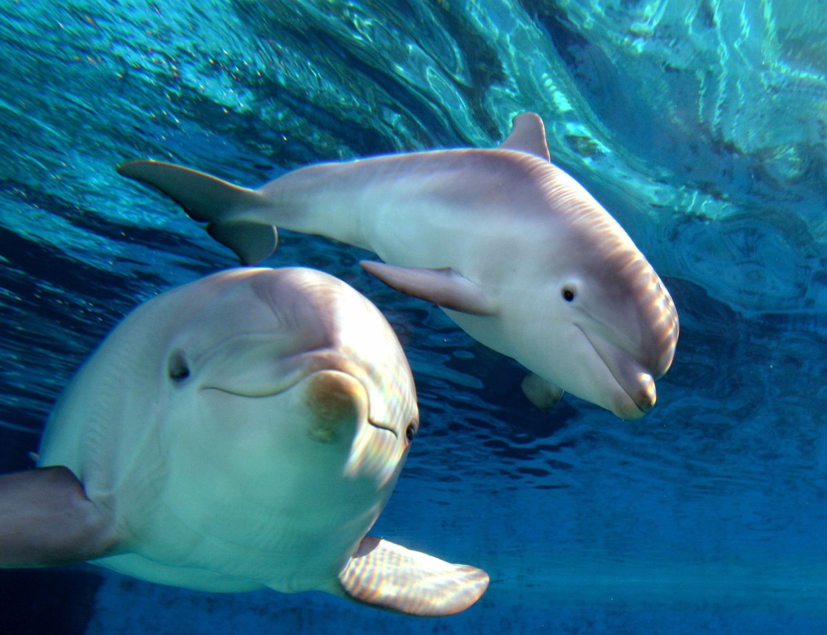 Дельфины с детенышами