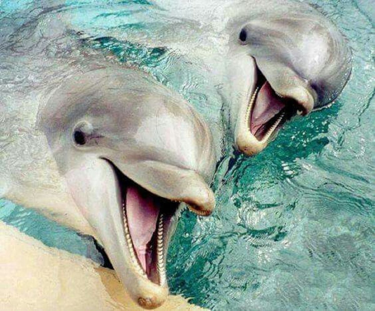 Долфин рыба