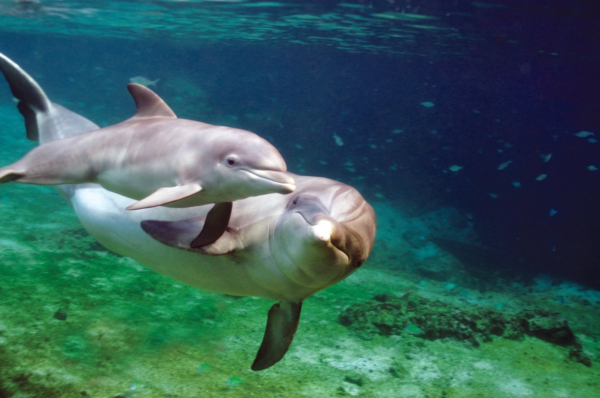 Дельфин с детенышем