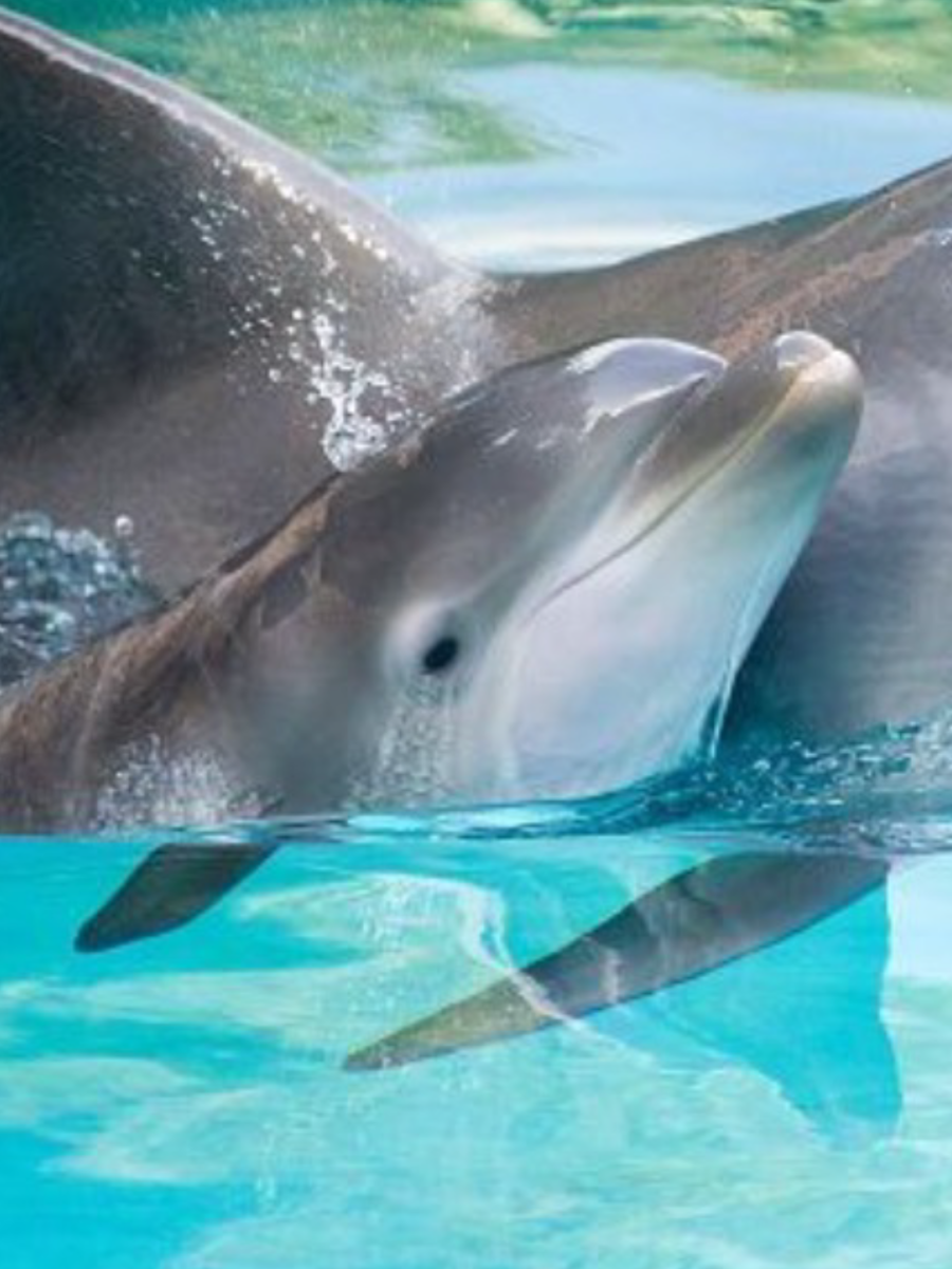 Детеныш дельфина