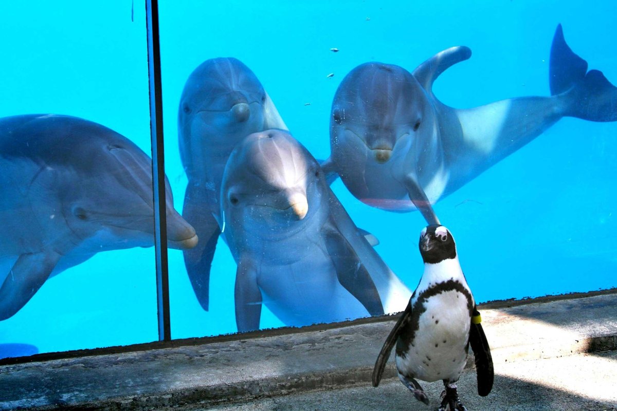 Касатка кит убийца