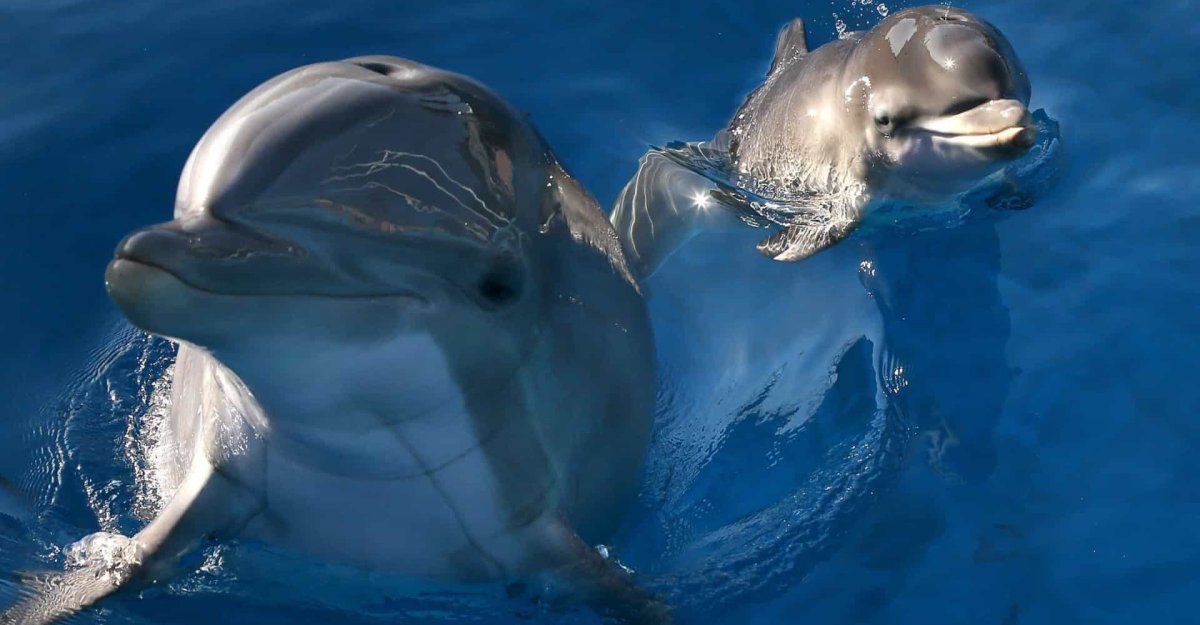 Дельфин Афалина с человеком