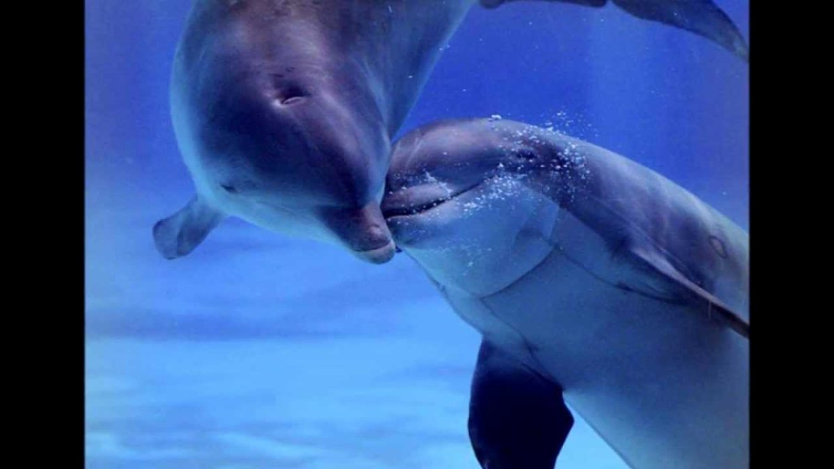 Черноморские дельфины афалины