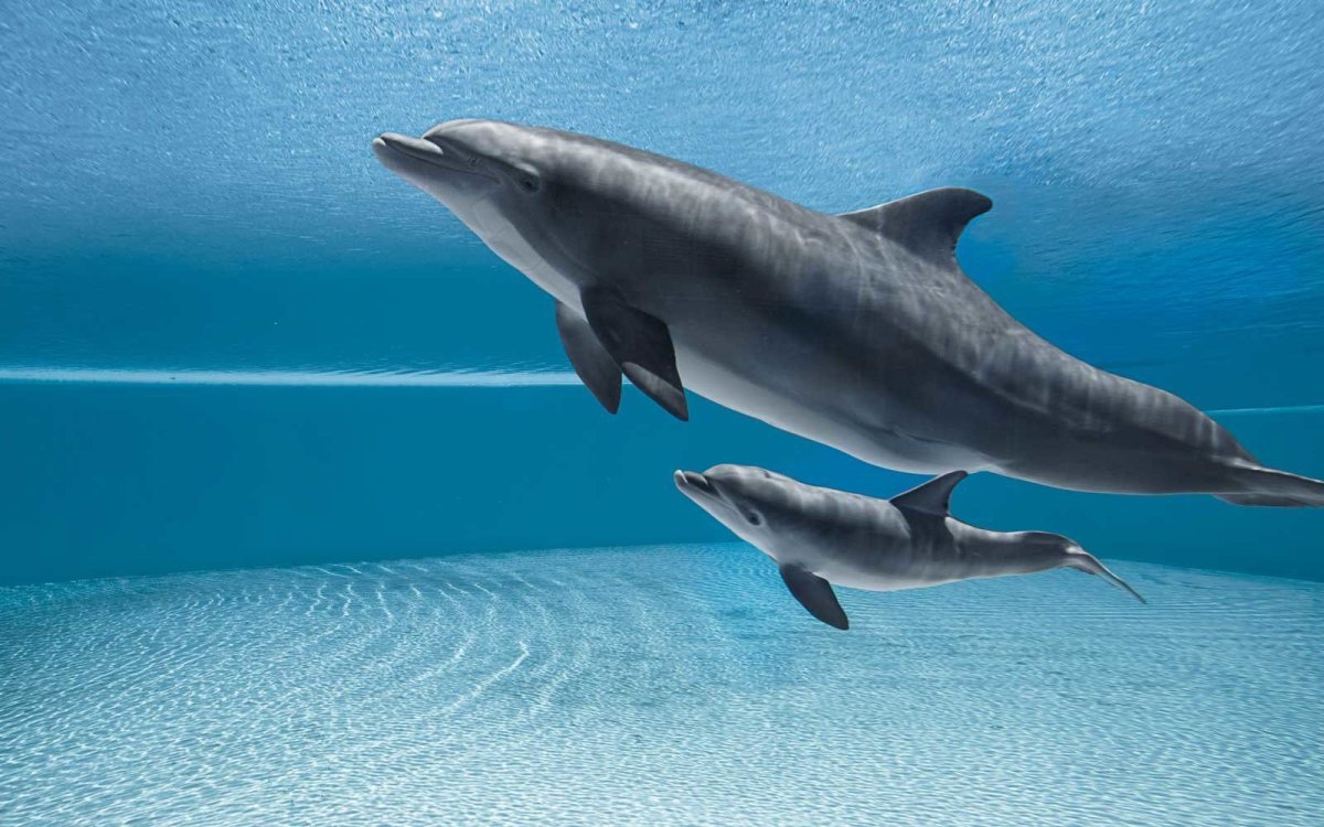 Размножение дельфинов