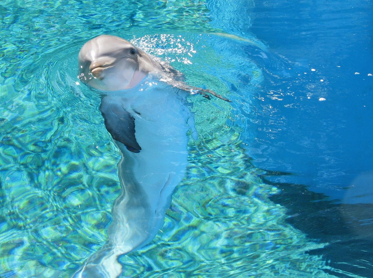 Дельфин рожает дельфиненка