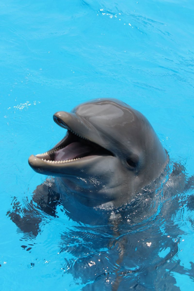 Интересные факты о дельфинах