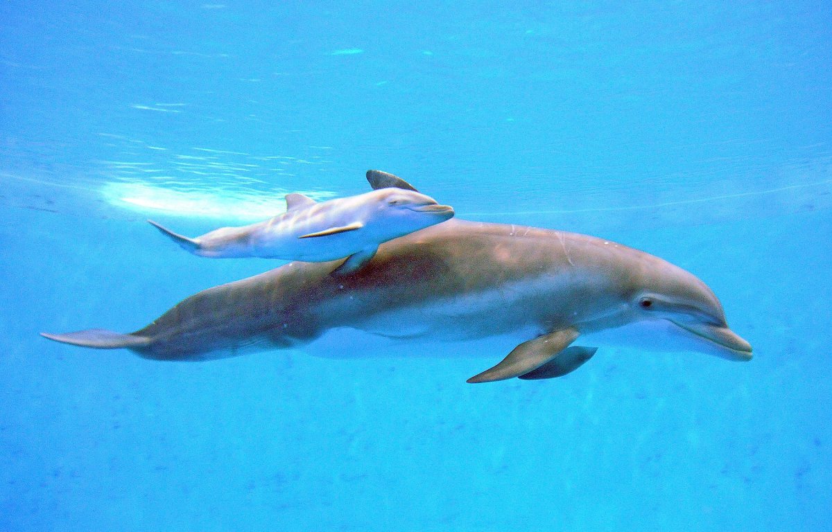 Рождение дельфина