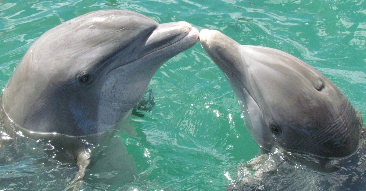 Детеныш дельфина