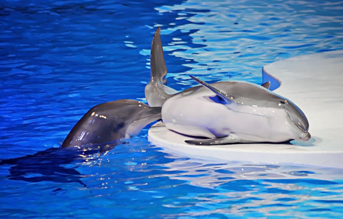 Долли Долфинс