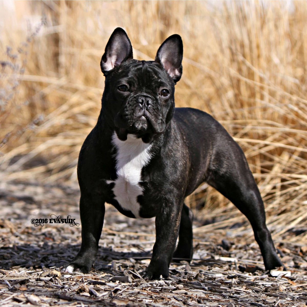 Бультерьер и французский бульдог