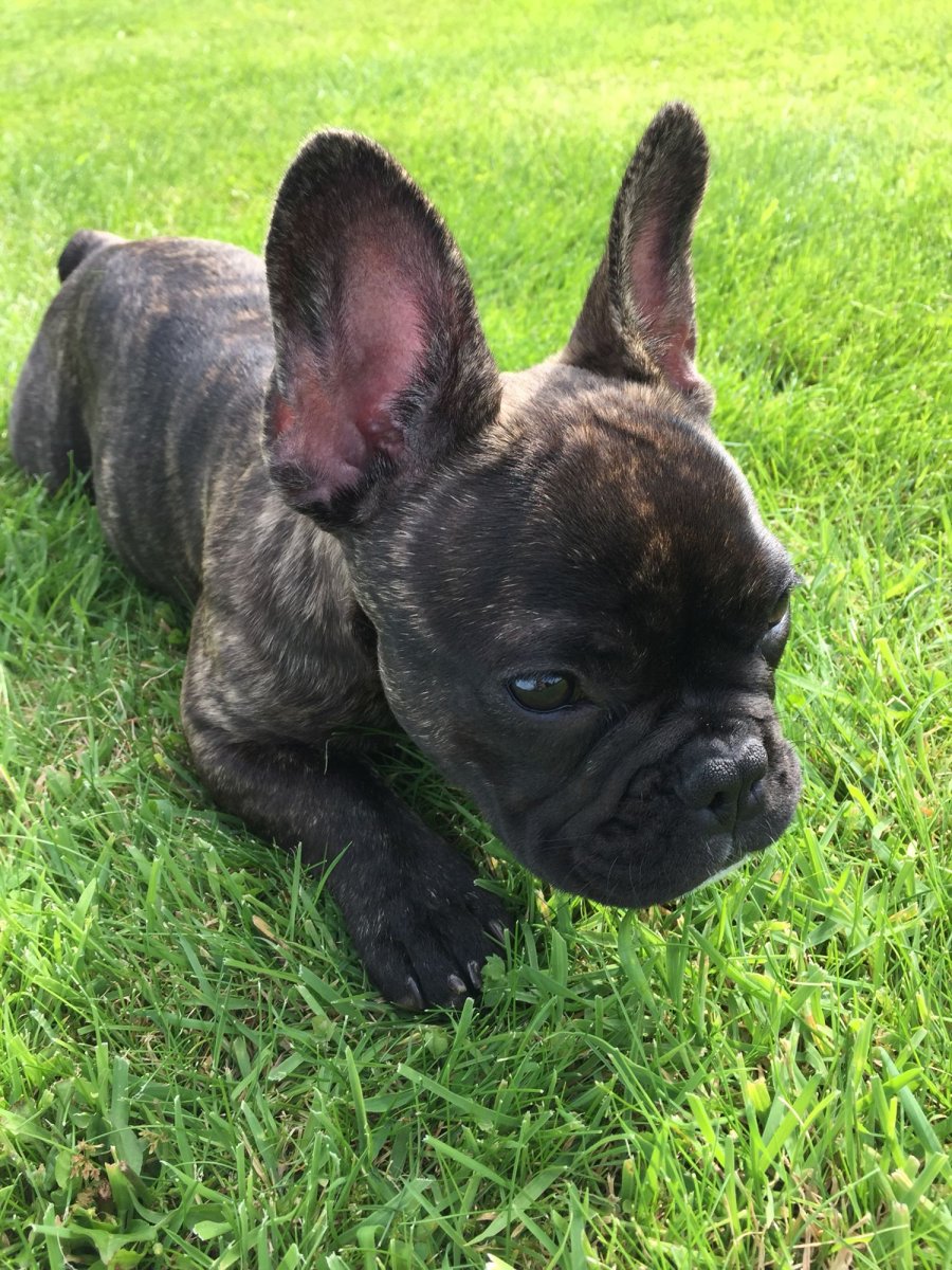 Стаффорд и французский бульдог