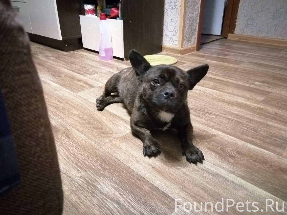 Метис французского бульдога и чихуахуа