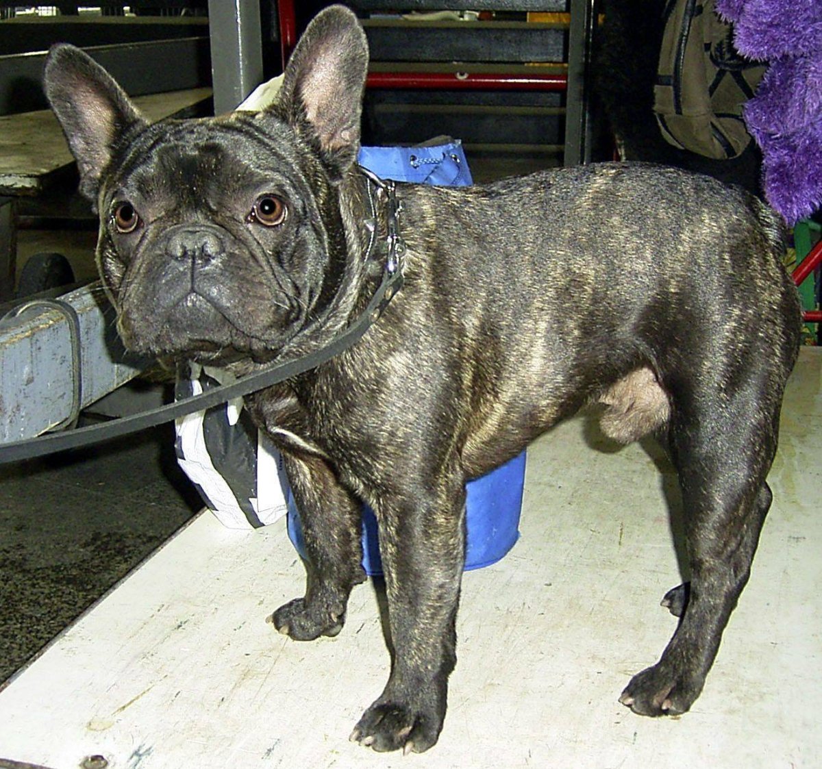 Метис бультерьера и овчарки