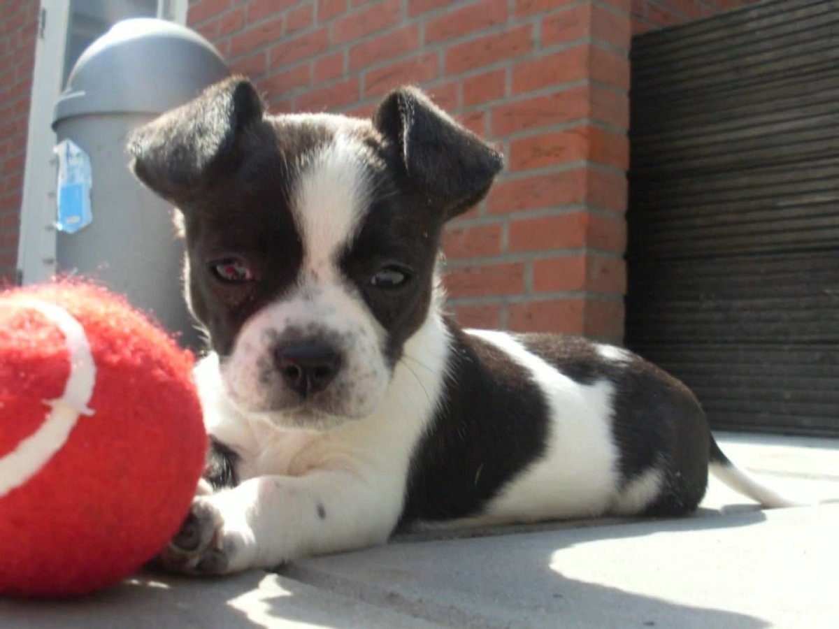 Метис французского бульдога