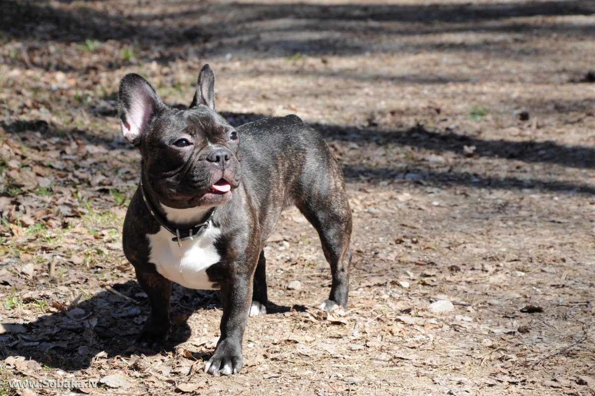 Стаф + фрацузкий бульдог смесь