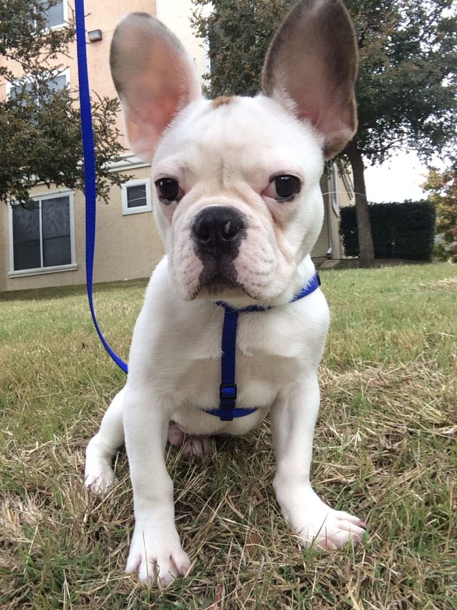 Метис французского бульдога и чихуахуа