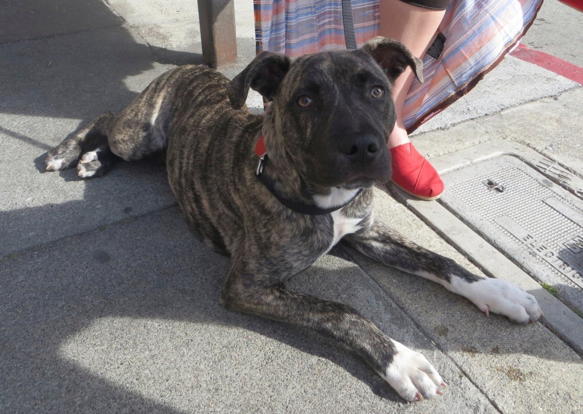 Бойцовский французский бульдог