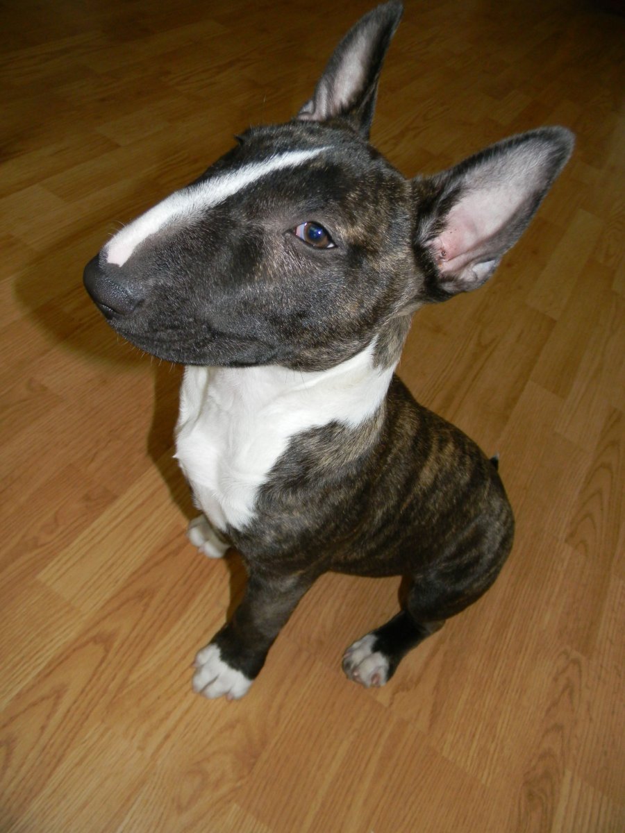 Питбуль и Стаффорд смесь