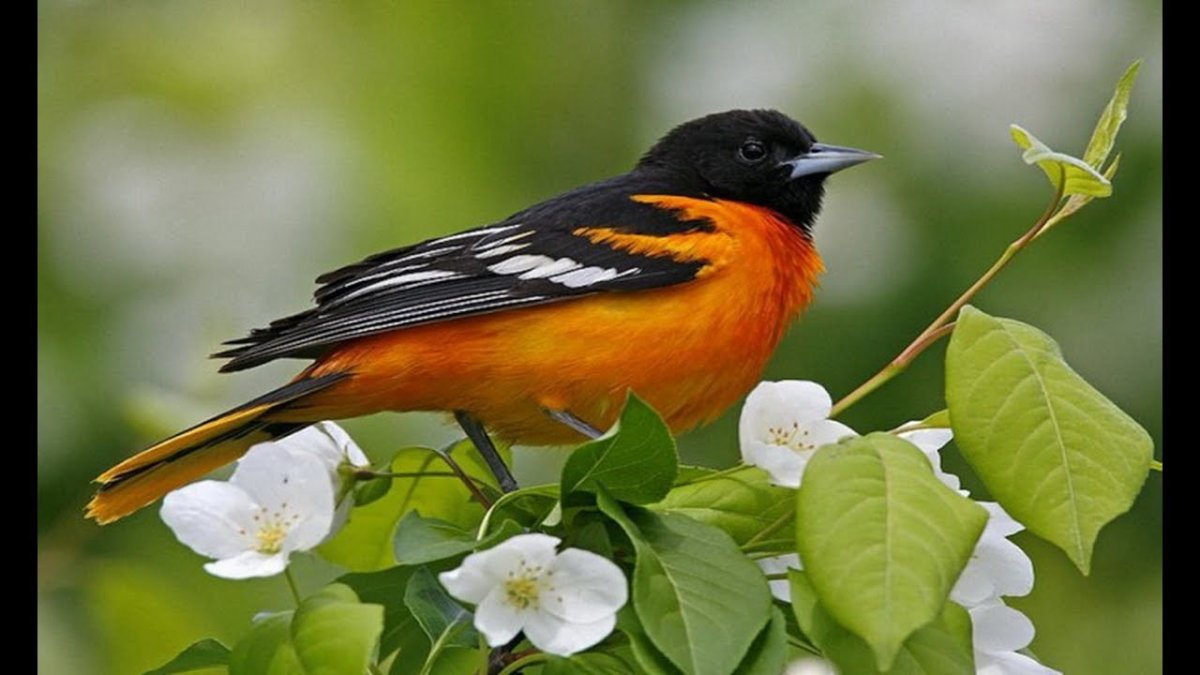 Гавайская цветочница птица