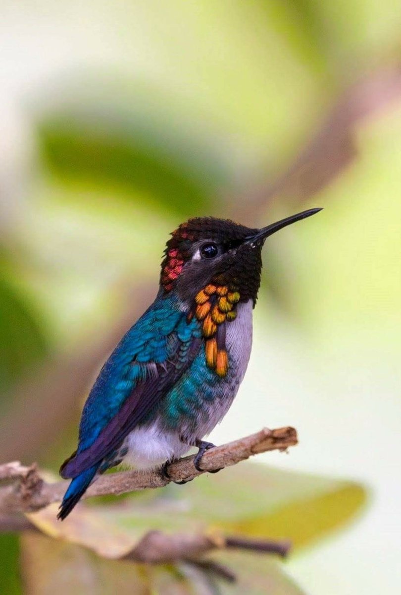 Стрижеобразные птицы представители