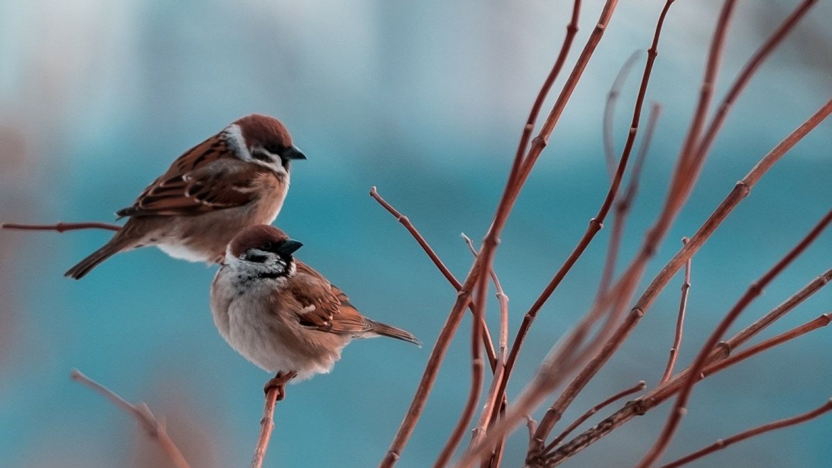 Воробей на веточке