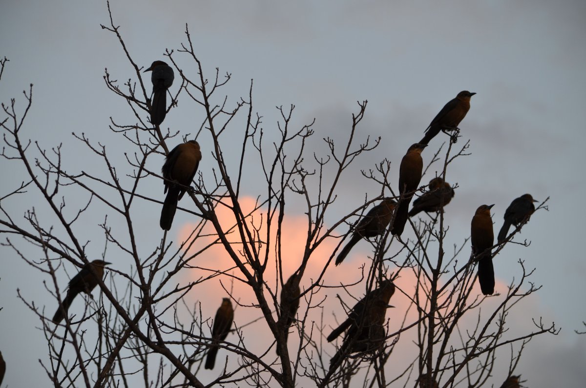 Апрель птицы черная