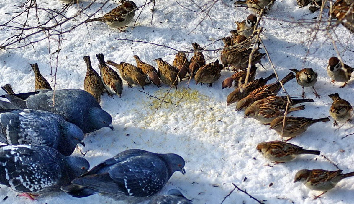 Воробьи и голуби зимой