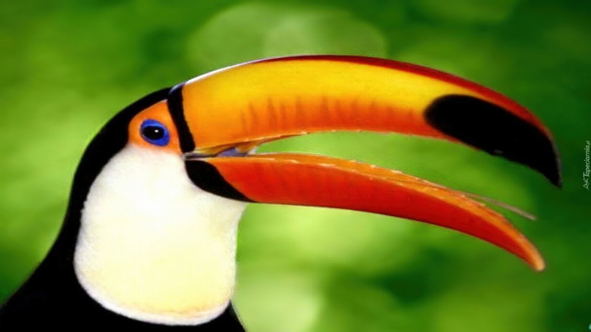 Птица с носом как банан